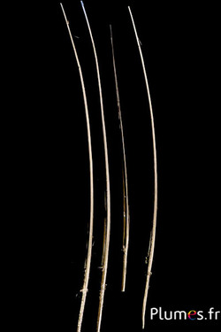 Oie rachis - 25-30 cm - doré